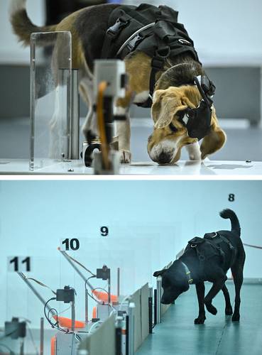 Innovación en India: combinan perros y tecnología IA para detectar cáncer en el aliento