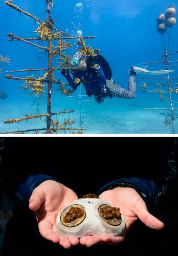 Impulsan programa de restauración de corales frente a las costas de Florida