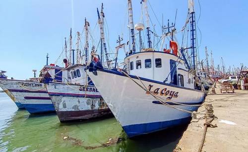 Incertidumbre en Sinaloa ante el próximo levantamiento de la veda de camarón